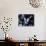 Fairy Tern in Flight, Aride Island-Mark Hannaford-Photographic Print displayed on a wall