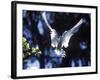 Fairy Tern in Flight, Aride Island-Mark Hannaford-Framed Photographic Print