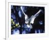 Fairy Tern in Flight, Aride Island-Mark Hannaford-Framed Photographic Print