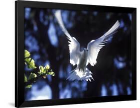 Fairy Tern in Flight, Aride Island-Mark Hannaford-Framed Photographic Print