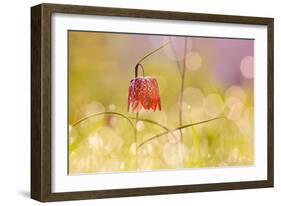 Fairy World I-Roeselien Raimond-Framed Photographic Print