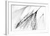 Fairy-Ursula Abresch-Framed Photographic Print