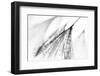 Fairy-Ursula Abresch-Framed Photographic Print