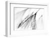 Fairy-Ursula Abresch-Framed Photographic Print