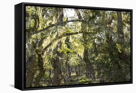 Fairytale Forest, Tierra Del Fuego, Argentina-Peter Groenendijk-Framed Stretched Canvas