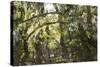 Fairytale Forest, Tierra Del Fuego, Argentina-Peter Groenendijk-Stretched Canvas