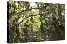 Fairytale Forest, Tierra Del Fuego, Argentina-Peter Groenendijk-Stretched Canvas