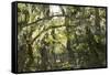 Fairytale Forest, Tierra Del Fuego, Argentina-Peter Groenendijk-Framed Stretched Canvas