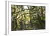 Fairytale Forest, Tierra Del Fuego, Argentina-Peter Groenendijk-Framed Photographic Print