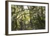 Fairytale Forest, Tierra Del Fuego, Argentina-Peter Groenendijk-Framed Photographic Print