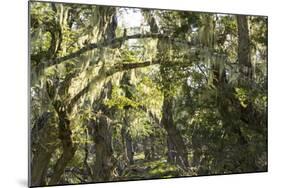 Fairytale Forest, Tierra Del Fuego, Argentina-Peter Groenendijk-Mounted Photographic Print