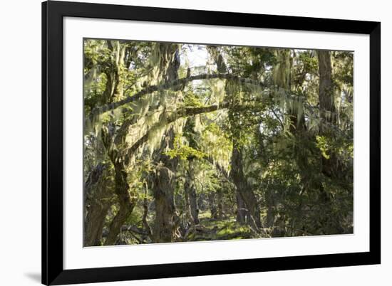 Fairytale Forest, Tierra Del Fuego, Argentina-Peter Groenendijk-Framed Photographic Print