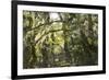 Fairytale Forest, Tierra Del Fuego, Argentina-Peter Groenendijk-Framed Photographic Print