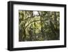 Fairytale Forest, Tierra Del Fuego, Argentina-Peter Groenendijk-Framed Photographic Print