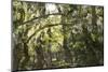 Fairytale Forest, Tierra Del Fuego, Argentina-Peter Groenendijk-Mounted Photographic Print