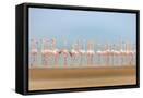 Framed Canvas