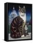 Faith, the St. Pauls Cat, 1995-Frances Broomfield-Framed Stretched Canvas