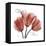 Faith Tulips-Albert Koetsier-Framed Stretched Canvas