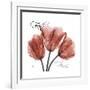 Faith Tulips-Albert Koetsier-Framed Premium Giclee Print