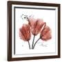 Faith Tulips-Albert Koetsier-Framed Premium Giclee Print