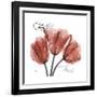 Faith Tulips-Albert Koetsier-Framed Premium Giclee Print