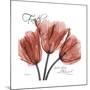 Faith Tulips-Albert Koetsier-Mounted Premium Giclee Print