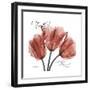 Faith Tulips-Albert Koetsier-Framed Premium Giclee Print