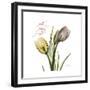 Faith Tulips-Albert Koetsier-Framed Premium Giclee Print