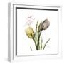 Faith Tulips-Albert Koetsier-Framed Premium Giclee Print