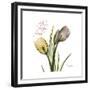 Faith Tulips-Albert Koetsier-Framed Premium Giclee Print