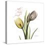 Faith Tulips-Albert Koetsier-Stretched Canvas