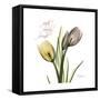 Faith Tulips-Albert Koetsier-Framed Stretched Canvas