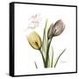 Faith Tulips-Albert Koetsier-Framed Stretched Canvas