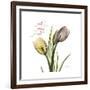 Faith Tulips-Albert Koetsier-Framed Premium Giclee Print