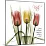 Faith Tulips-Albert Koetsier-Mounted Photographic Print