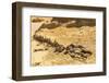 Faiyum, Egypt. Whale fossil on an eroded bluff at Wadi el-Hitan paleontological site.-Emily Wilson-Framed Photographic Print