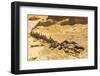 Faiyum, Egypt. Whale fossil on an eroded bluff at Wadi el-Hitan paleontological site.-Emily Wilson-Framed Photographic Print