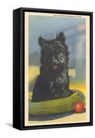 Fala, Roosevelt's Scottie Dog-null-Framed Stretched Canvas