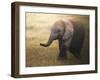 Falafelo-Ahmed Sobhi-Framed Photographic Print