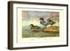 Falcated Teal Ducks-Allan Brooks-Framed Art Print