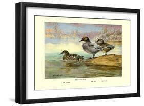 Falcated Teal Ducks-Allan Brooks-Framed Art Print