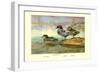 Falcated Teal Ducks-Allan Brooks-Framed Art Print