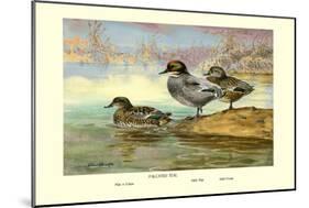 Falcated Teal Ducks-Allan Brooks-Mounted Art Print