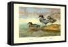 Falcated Teal Ducks-Allan Brooks-Framed Stretched Canvas