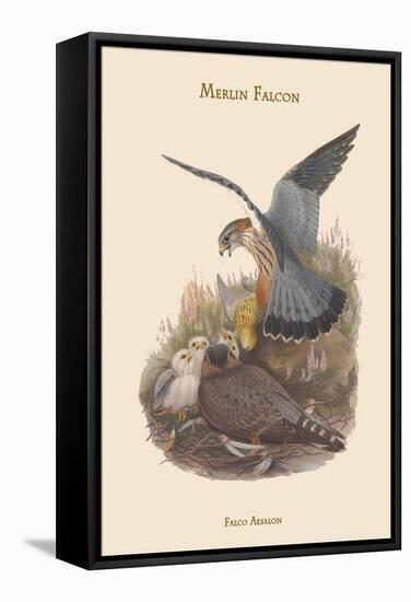 Falco Aesalon - Merlin Falcon-John Gould-Framed Stretched Canvas