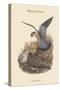 Falco Aesalon - Merlin Falcon-John Gould-Stretched Canvas