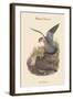 Falco Aesalon - Merlin Falcon-John Gould-Framed Art Print