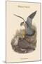 Falco Aesalon - Merlin Falcon-John Gould-Mounted Art Print