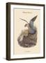 Falco Aesalon - Merlin Falcon-John Gould-Framed Art Print