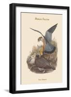 Falco Aesalon - Merlin Falcon-John Gould-Framed Art Print